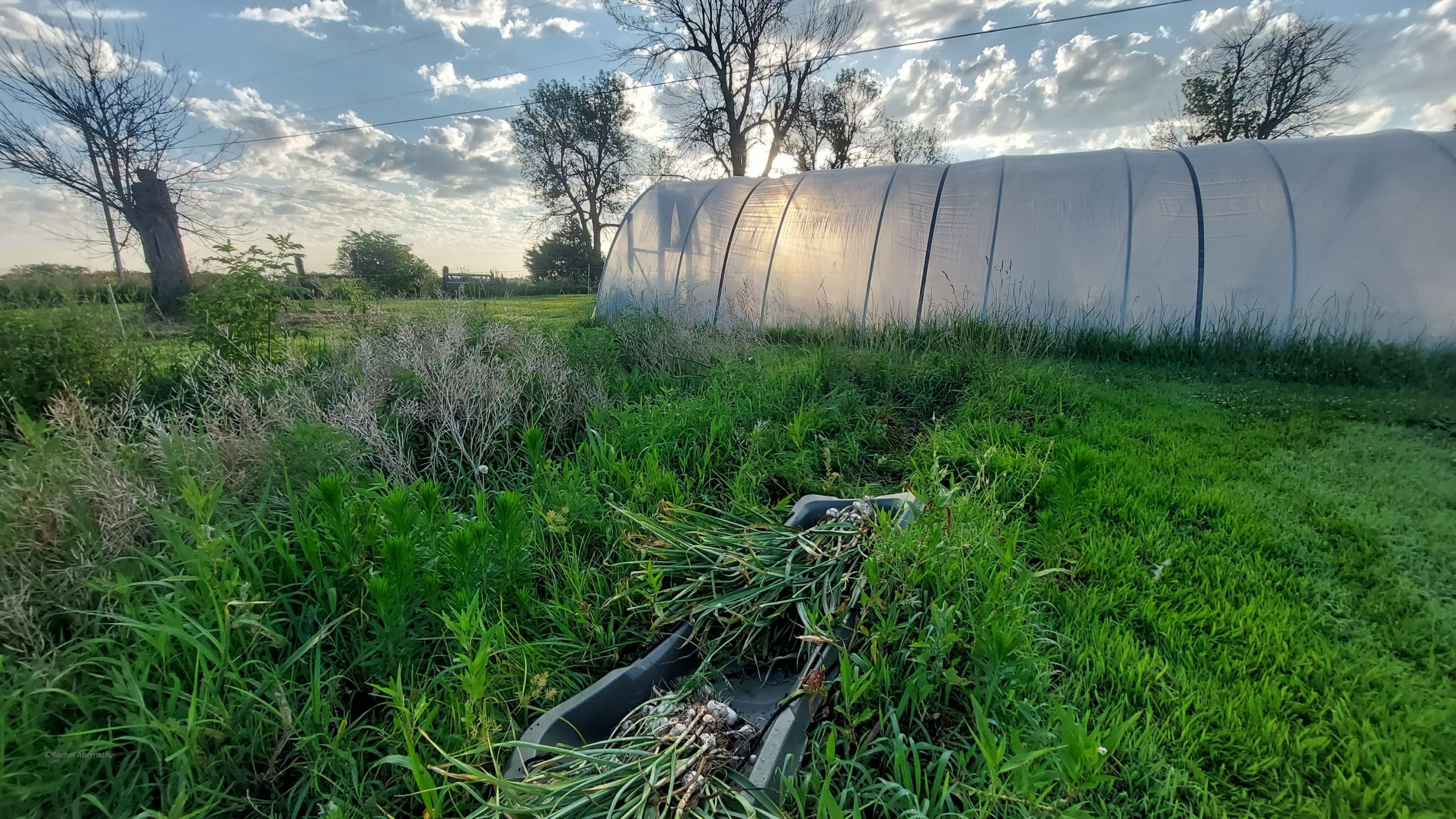 Harvesting homegrown garlic on a bright and sunny spring morning.