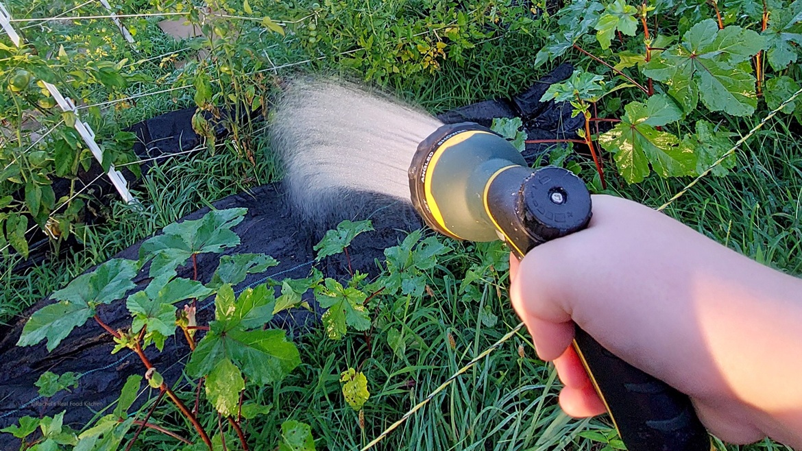Water spraying from a hose.